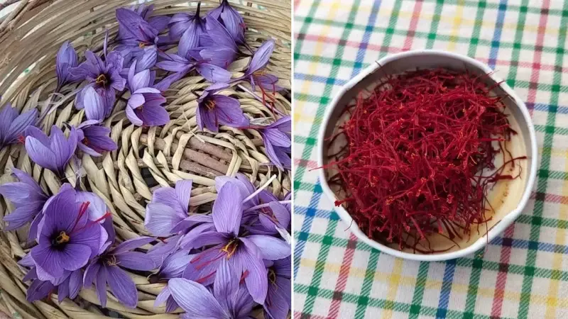 Dünyanın en pahalı baharatı: Safran 
