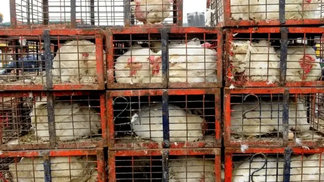 South Korea detects avian influenza outbreak, imposes poultry movement ban

