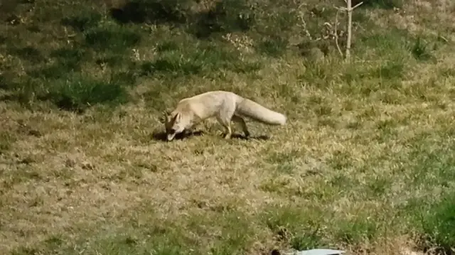 Bitlis sokaklarında tilkiler kamerada