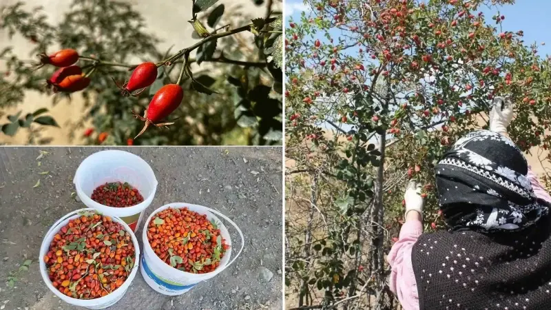Kadınlar kuşburnu toplamak için sabahın erken saatlerinde dağ yollarına düşüyor.