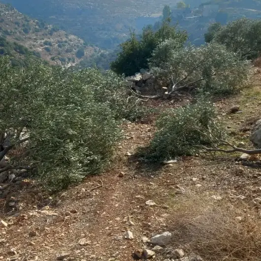 جيش الاحتلال الإسرائيلي يقتلع 135 شجرة زيتون شمالي الضفة