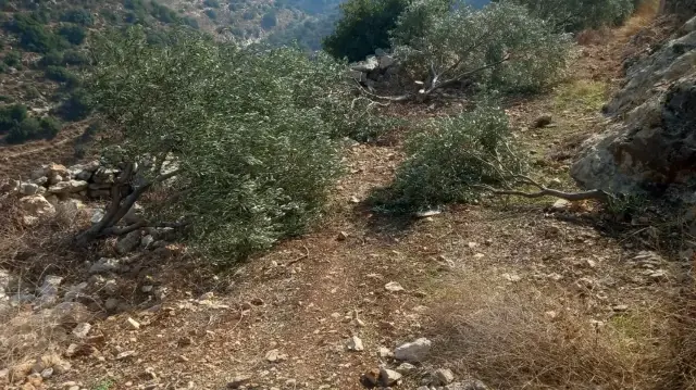 جيش الاحتلال الإسرائيلي يقتلع 135 شجرة زيتون شمالي الضفة