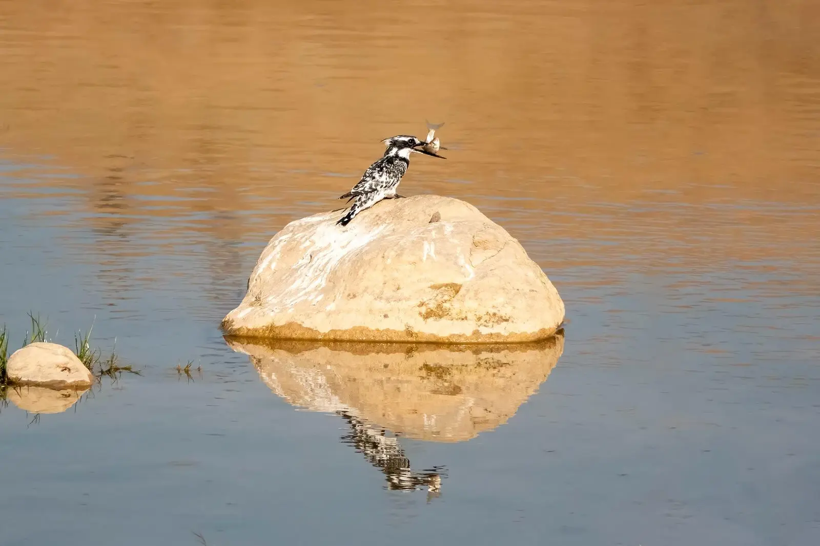 Adıyaman'da ilk: Alaca Yalıçapkını görüntülendi