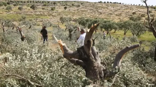 Палестинские фермеры проверяют ущерб, нанесенный израильтянами их оливковым деревьям. l Фото: AA