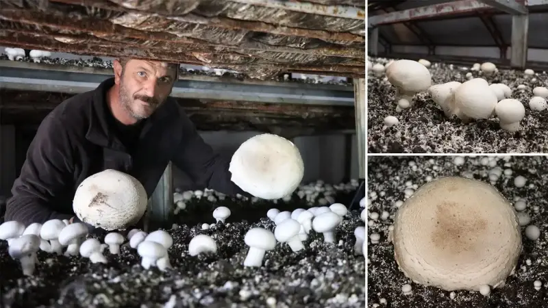 Metropol hayatını bıraktı memleketine dönerek devlet desteği aldı: 6 çadır kurdu üretime geçti! Gelen taleplere yetişemez oldum