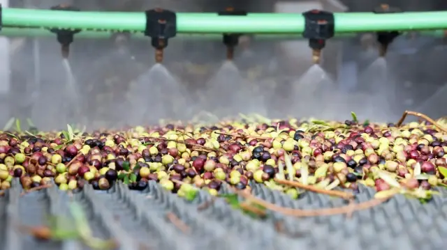 أرض الزيتون بتونس.. صفاقس تجني محصولها وتفاؤل بموسم وفير