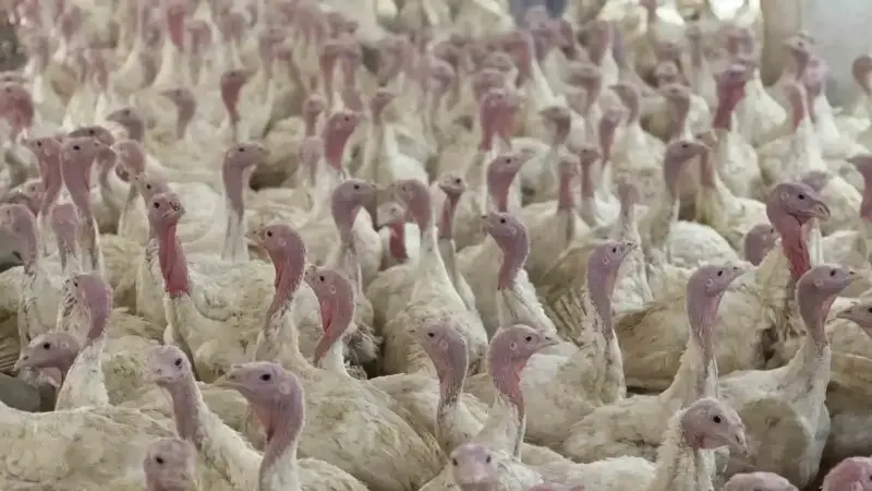 Bolu’da üreticilere 'kuş gribi' uyarısı