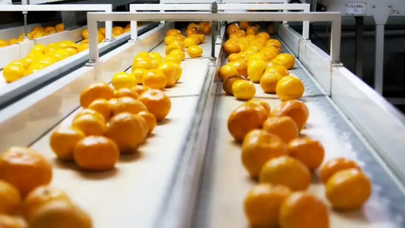 Mandalina ihracatı 375 milyon dolara yükseldi