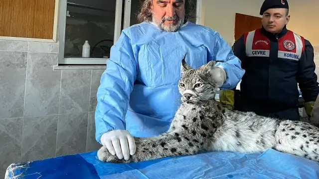 Van'da bitkin halde bulunan vaşak tedaviye alındı 