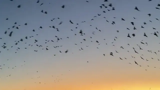 Yenice ormanları sonbaharda renk cümbüşüne büründü