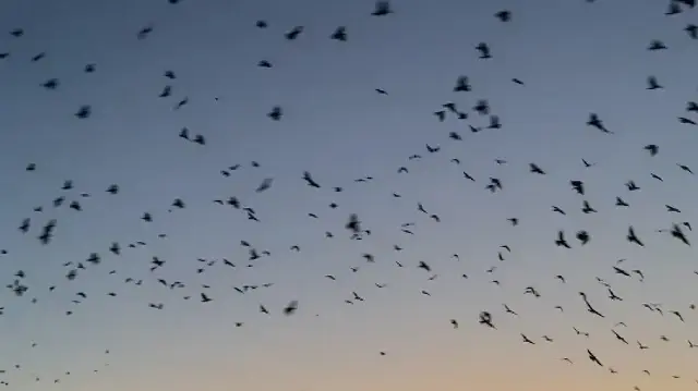 Ardahan’da gün batımında kuşların gökyüzündeki büyüleyici dansı