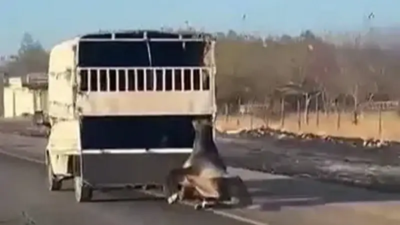 Kamyonetin arkasına bağlanan at yola düşüp sürüklendi