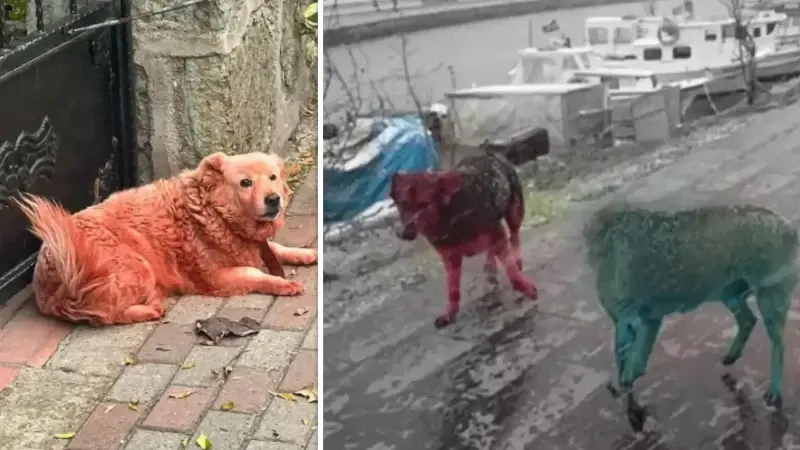 Kocaeli'de her gören tekrar bakıyor: Birçok sokak köpeği rengarenk boyalı halde dolaşıyor