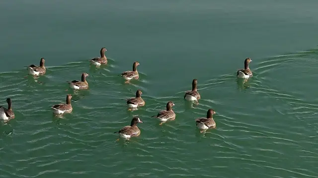 Erçek Gölü yaban kazlarının yeni adresi oldu