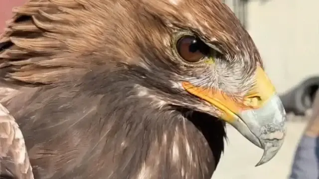 Yaralı halde bulunan kartal tedavi altına alındı