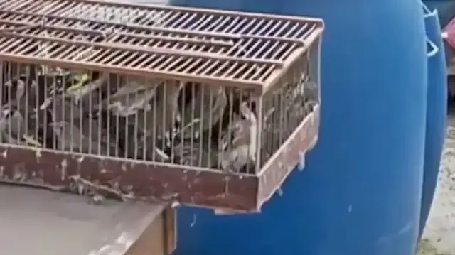 Bursa'da kuş kaçakçılarına ağır ceza: 79 kuşa el konuldu 415 bin TL para cezası uygulandı