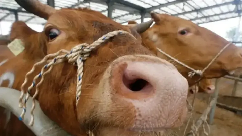 Deli dana hastalığı