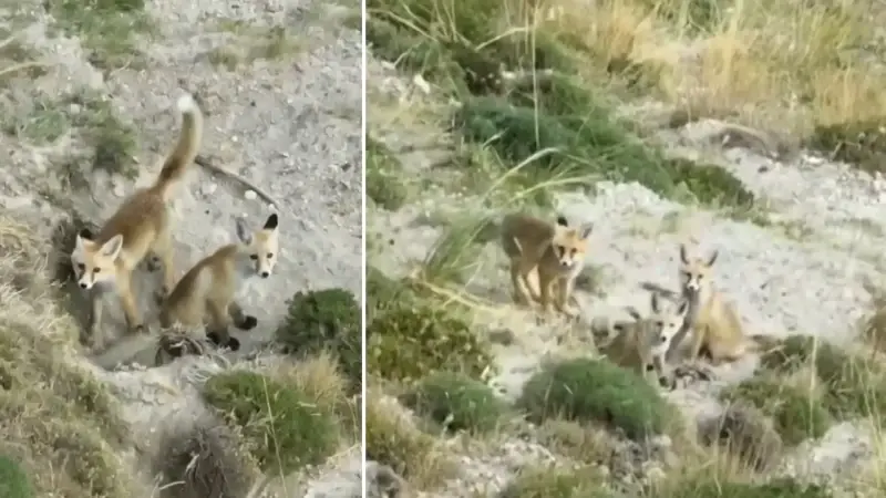 Etraftan gelen sesleri tehlike olarak algıladıklarında ise hızlıca yuvalarına sığındıkları anlar dikkat çekti.