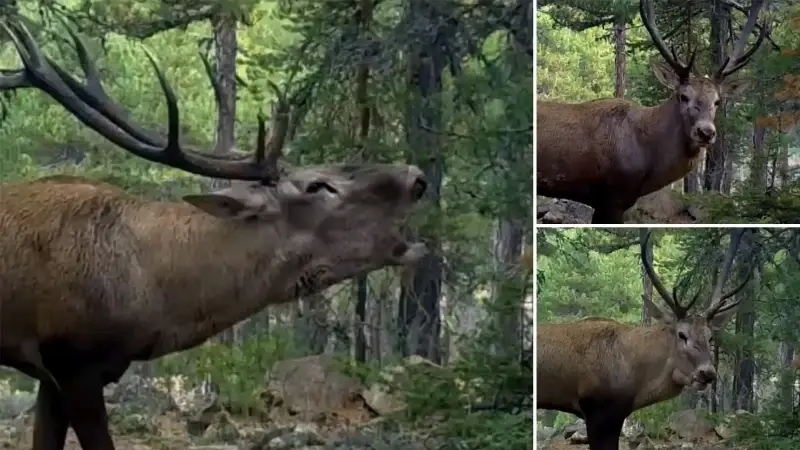 İri cüssesi, uzun boynuzları ile görüntülenen geyiğin, gür sesi de fotokapan tarafından kaydedildi.