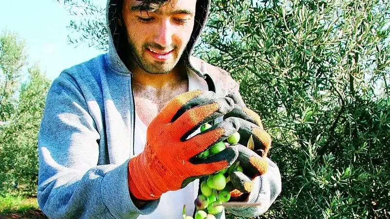 Zeytinde bereket yılı