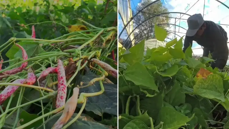 Ünlü şeflerin vazgeçilmez lezzeti: Erzurumluların 'beyaz altını' dünyayı fethediyor