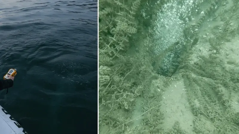 Sapanca Gölü'ndeki kabarcıklar endişeye yol açtı: Sosyal medyada gündem olan görüntünün nedenini uzmanı açıkladı