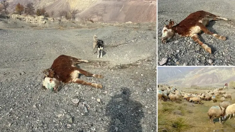 Erzincan'da tehlikeli sorumsuzluk: Şaplı hayvanlar meraya atıldı