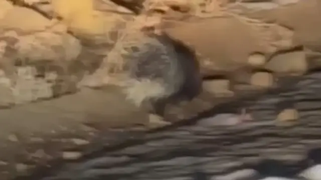 Yüksekova'da nadir görülen Hint oklu kirpi görüntülendi 