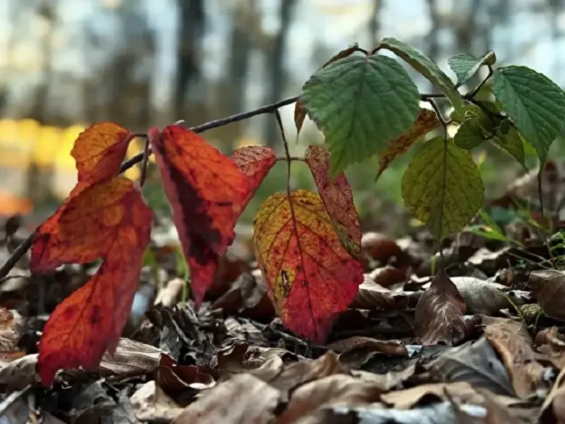 Sakarya's Çam Dağı offers visual feast of autumn colors