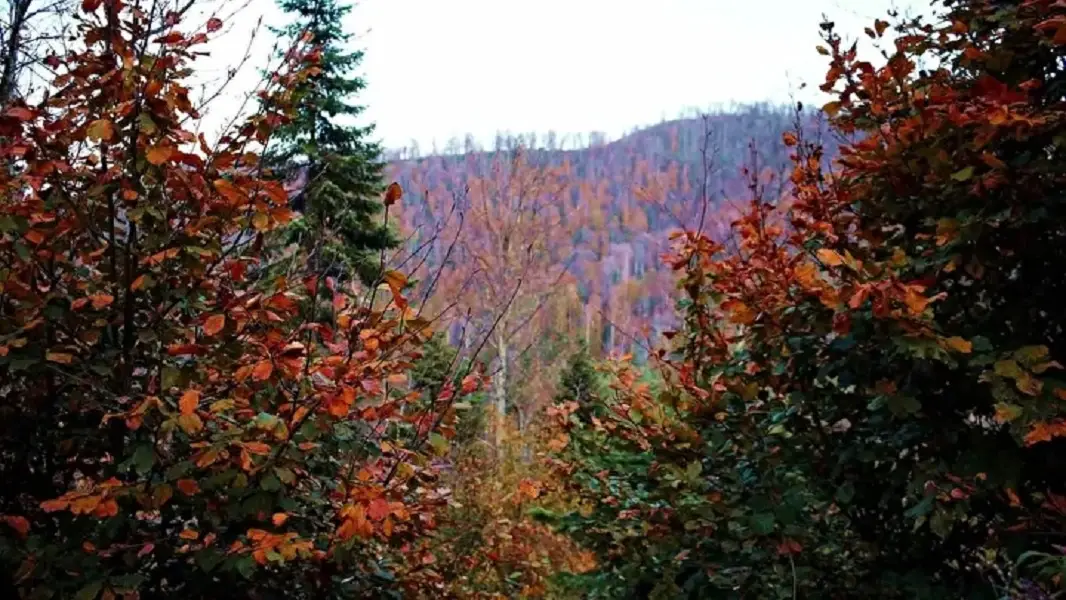 Sakarya's Çam Dağı offers visual feast of autumn colors