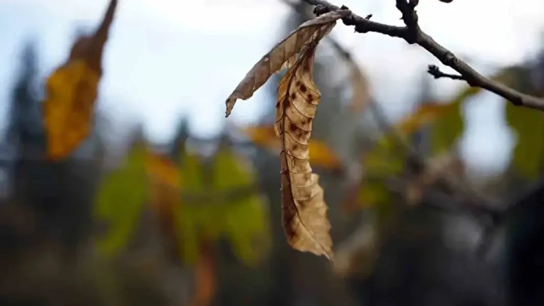 Sakarya's Çam Dağı offers visual feast of autumn colors