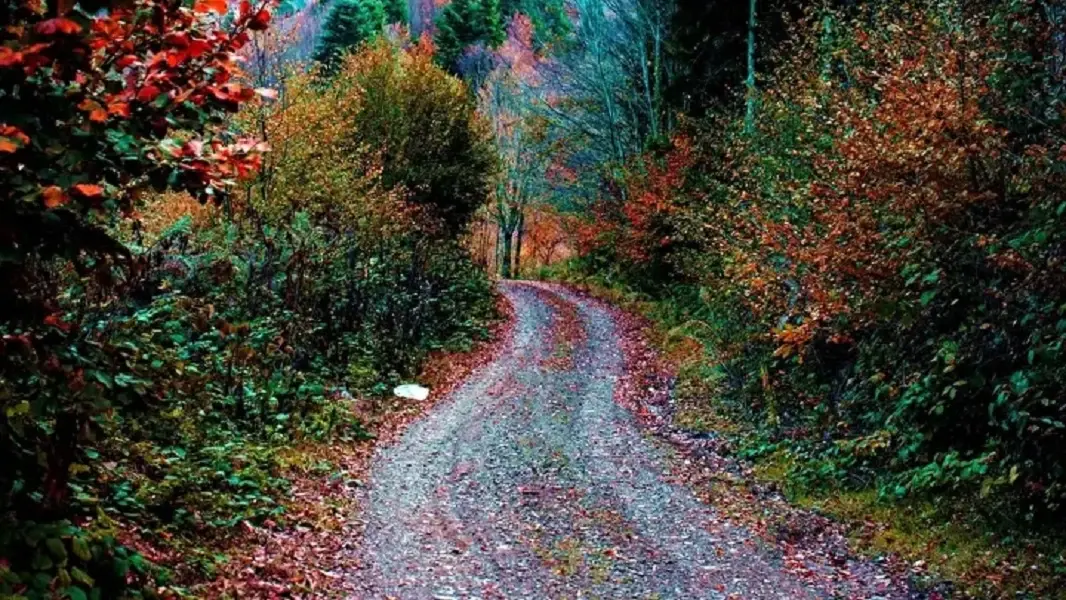 Sakarya's Çam Dağı offers visual feast of autumn colors