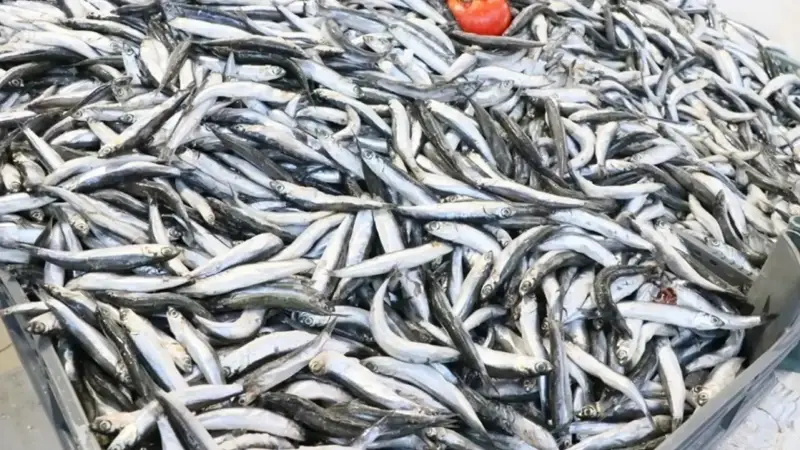 Samsun Su Ürünleri Kooperatifleri Birliği Başkanı Atıf Malkoç:"Deniz suyu sıcaklığı düşmediği için hamsi de daha soğuk sulara hızla göç ediyor"