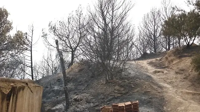 سوريا.. الدفاع المدني يسيطر على حرائق بريف اللاذقية