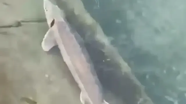 Meriç Nehri'nde yakalanan mersin balığı koruma altına alındı