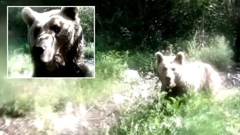 Tarım ve Orman Bakanlığı, fotokapana saldıran ayının görüntülerini, 'Fotokapanı görünce poz vermek yerine küçük bir tartışmaya girmiş' notuyla sosyal medya hesabında paylaştı.  