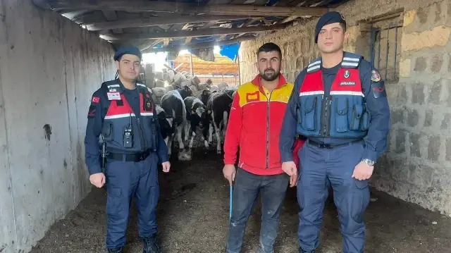 Jandarma ahırın duvarını yıkıp kaçan inekleri saatler sonra dronla buldu