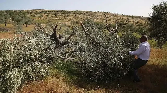 Израильские поселенцы подожгли оливковые деревья и похитили инвентарь на севере Рамаллы.