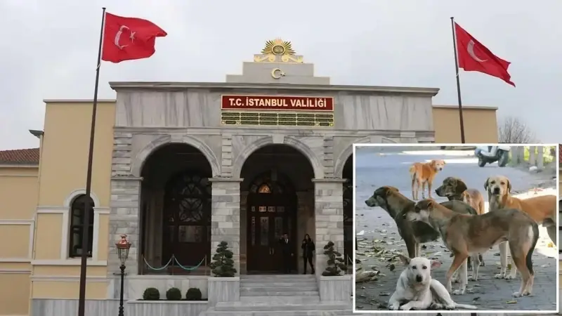 Sokak köpeklerini kontrolsüz beslemeye müsaade edilmeyecek