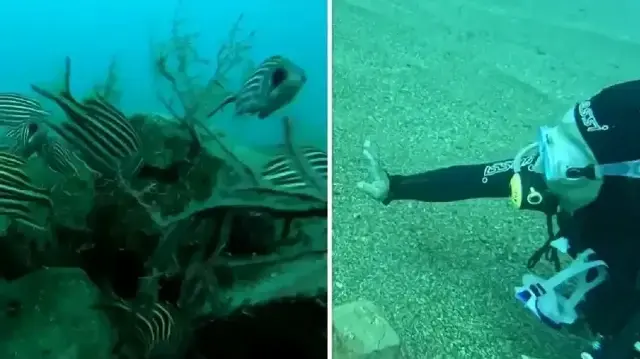 Turkish professor creates artificial reef fostering 12 fish species