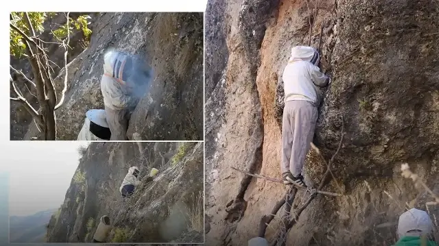 Beş saatte zirveye ulaşıyorlar: 4 günlük özel izinle bölgeye girdiler! Kilosu 7 bin lira 