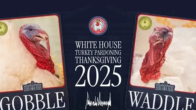 В США выбрали индеек, которых Дональд Трамп помилует на День благодарения