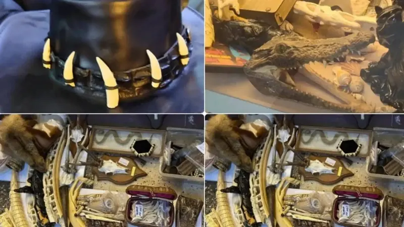 İstanbul'da yasa dışı yaban hayatı ürünlerine el konuldu