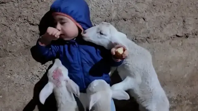 Küçük çocuk kuzuların esiri oldu