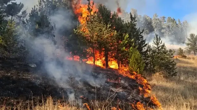 Erzurum'da 3 noktada orman yangını