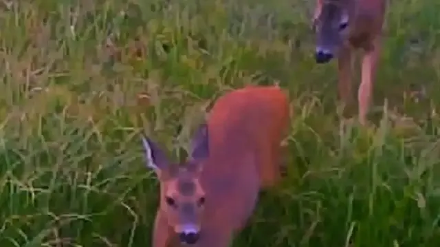 Kastamonu'da yaban hayvanları fotokapan ile kaydedildi
