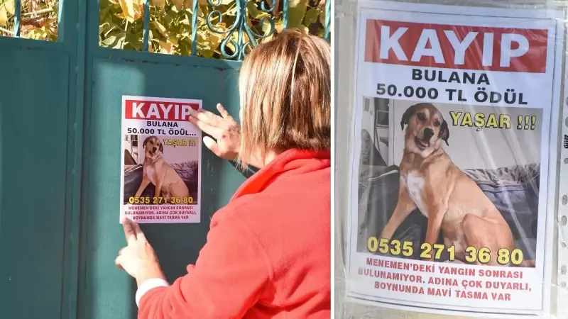 Köpeği yangın çıkınca kaçtı: Bulana 50 bin lira ödül verecek