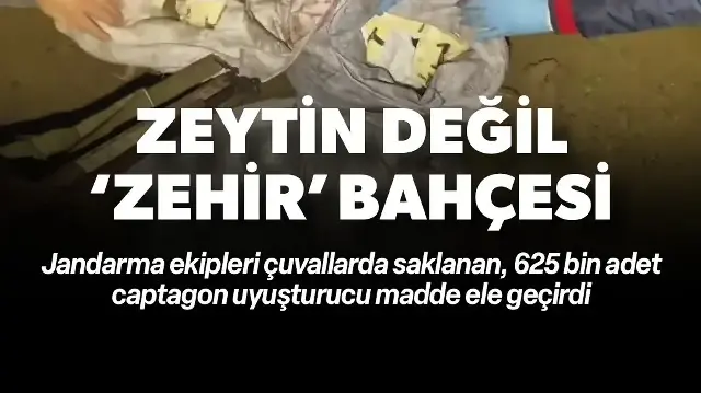 Zeytin bahçesinde 'zehir hasadı': Binlerce uyuşturucu hap ele geçirildi