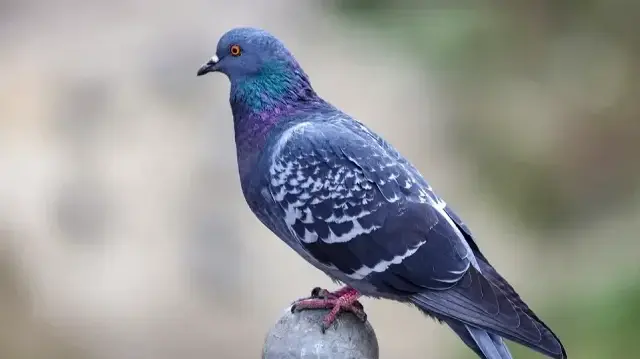 Российская компания Neiry создала управляемых голубей-разведчиков.