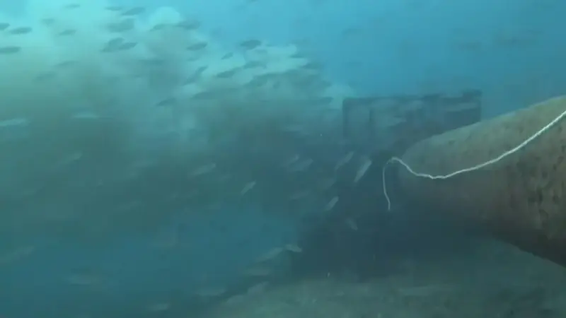 Su altı kamerasıyla kaydetti.